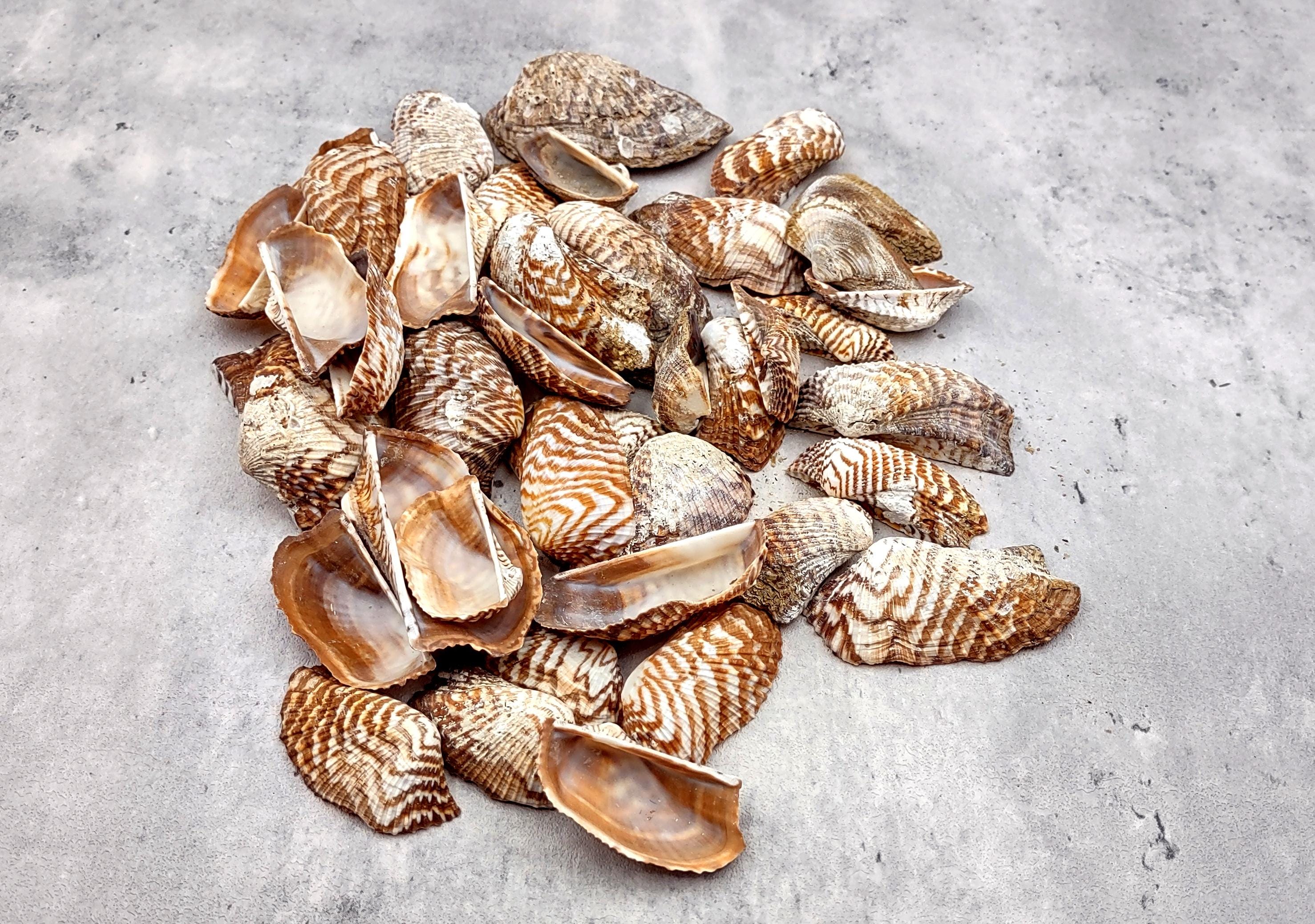 Turkey Wing Ark Clam Seashells Arca Zebra (20 Shells 1.5+ Inches