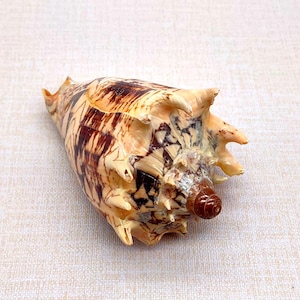 Imperial Volute Seashell Voluta Imperialis (1 shell approx. 5+ inches) Great shells for coastal crafting decor & collections!