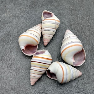May include: Five seashells with a spiral shape and a mix of colors, including white, beige, orange, and brown stripes. The shells are arranged on a gray surface, showcasing their natural beauty and intricate patterns.