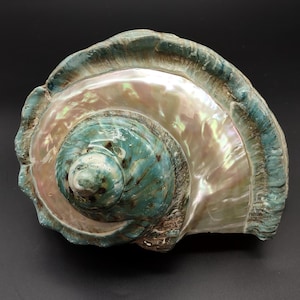 Giant Banded Turbo Shell Turbo Marmoratus (1 shell approx.  7L x 4.5H x 6D inches) Great shells for coastal decor, & collections!