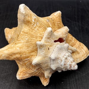 May include: A large, brown and white seashell with a pointed tip and a star-shaped opening. The shell has a textured surface and a natural, organic look.