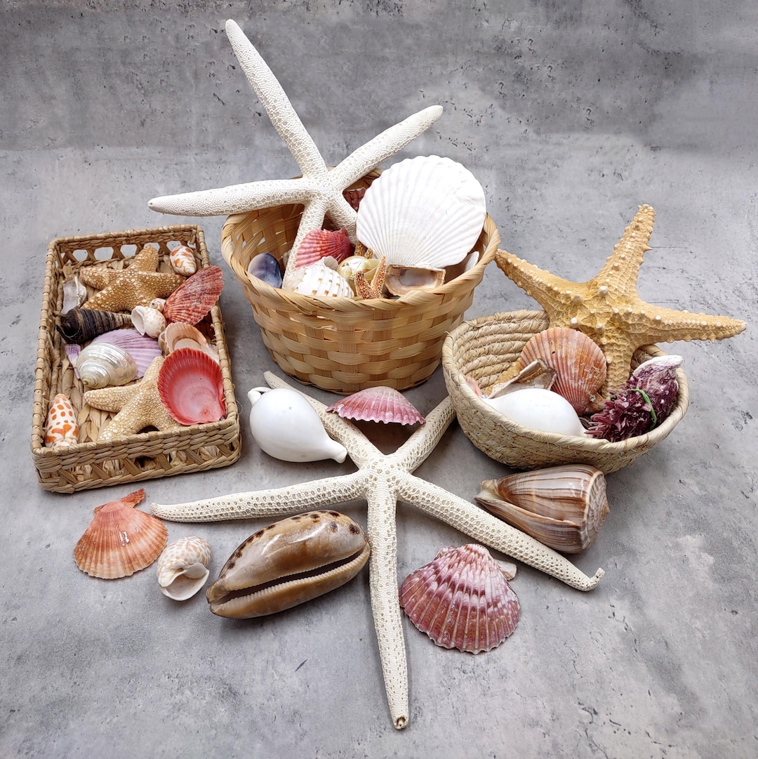 Seashell Variety Pack Assorted Mix B GRADE (approx. 40+ Shells 2-12 ...
