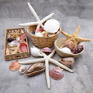 May include: A collection of natural sea life including two woven baskets filled with various seashells and three large starfish. The assortment features white, tan, brown, and pink shells of different shapes and textures arranged on a gray surface.