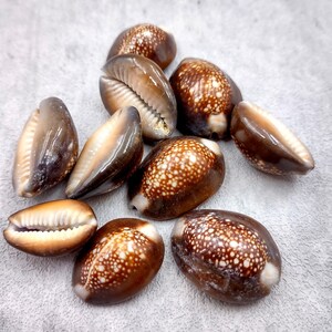 Serpent Head Cowrie Seashells Cypraea Caputserpentis (10 shells approx. 0.75+ inches) Brown Serpent Cowrie Shells for jewelry hair & art!