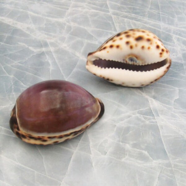 Purple Top Tiger Cowrie - Cypraea tigris - (2 shells approx. 2.25-3 inches)