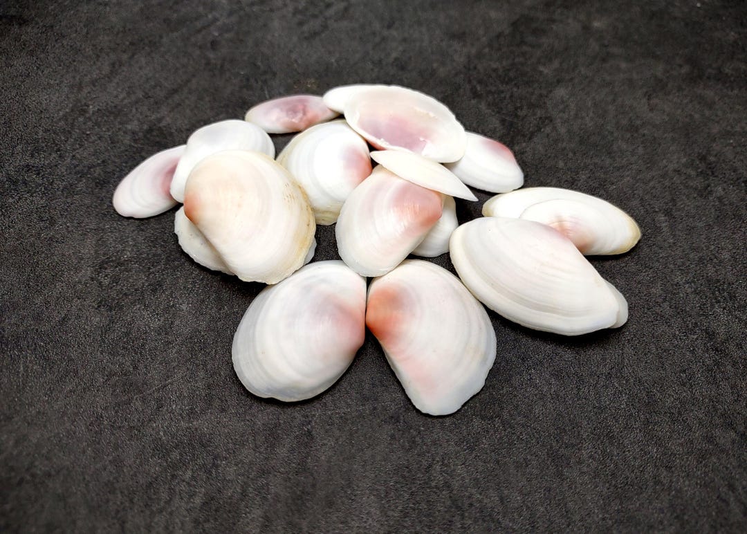 Rose Tellin Shell Rose Petal Tellin Seashell Halves Pink Eurytellina Lineata (approx. 20 ...