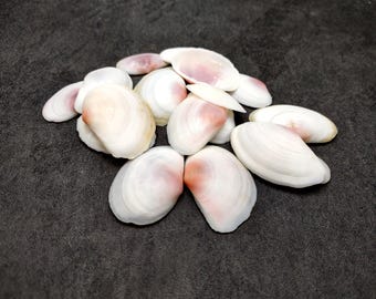 Rose Petal Tellin Seashell Halves Pink Eurytellina Lineata (Approx. 20 HALF shells 1+ inches) Rose Pink Tellin Shells for arts & crafts!