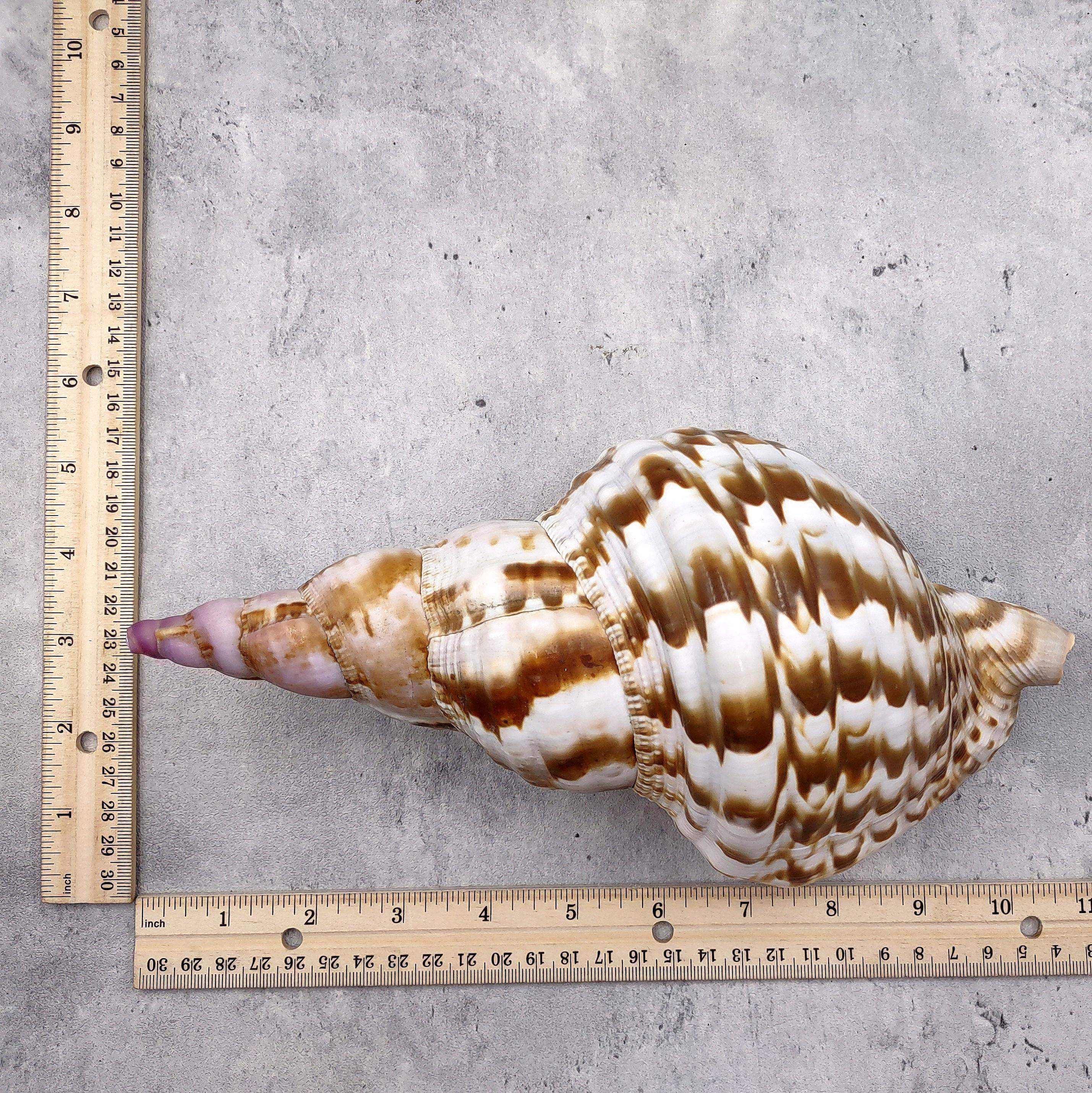 Trtion Shells Caribbean Triton Seashell Charonia Tritonis (1 Shell Approx. 9+ Inches ...