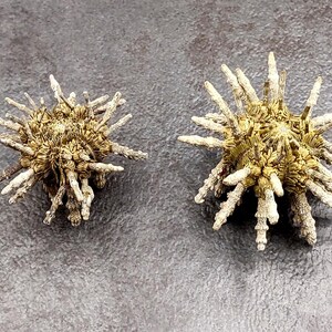 May include: Two spiky, golden brown, dried sea urchins on a gray background.