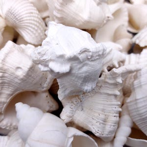 May include: A close-up shot of a collection of white seashells. The shells vary in shape and size, with some having a spiral form and others a more fan-like appearance. The shells have a natural, textured surface.