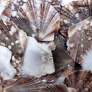 Flat Pixie Scallop Seashells Brown Black White Pecten (approx. half cup 10+ shells 0.5-1+ inches) Brown Scallop Shells for arts & crafts!
