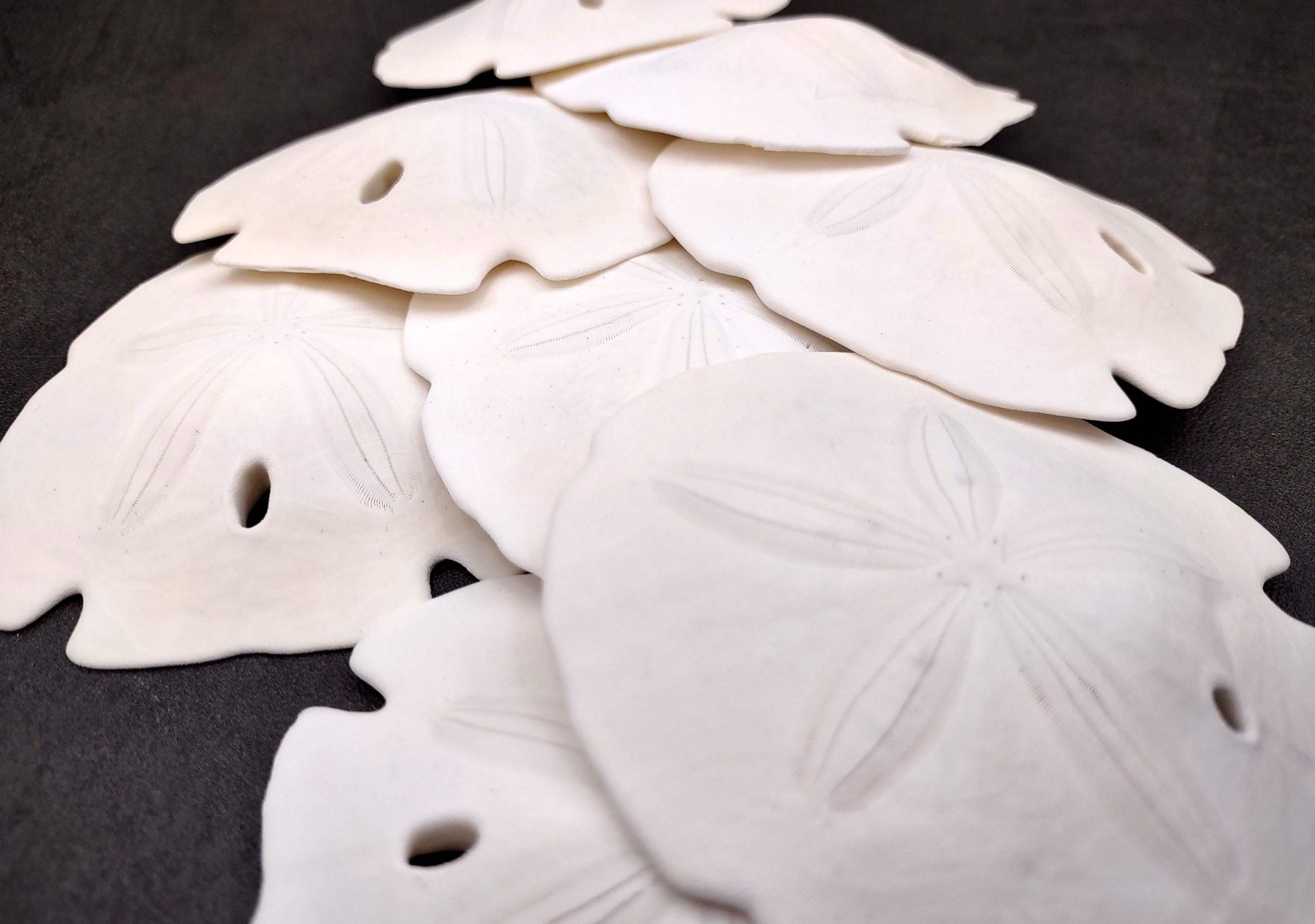 Arrowhead Sand Dollar Shells Large Encope Michelini (2 Sand Dollars
