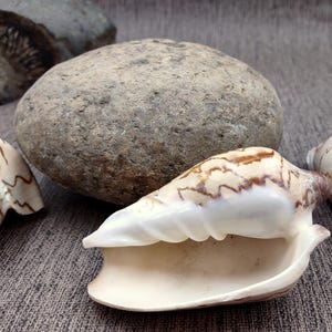 Noble Volute Seashell Tan Brown Voluta Nobilis (1 Shell Approx. 3 ...