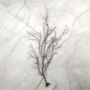 May include: A dried, brown, branching sea fan specimen. The intricate structure features numerous thin, spiky branches extending from a central stem. The specimen rests on a white and gray marble surface.