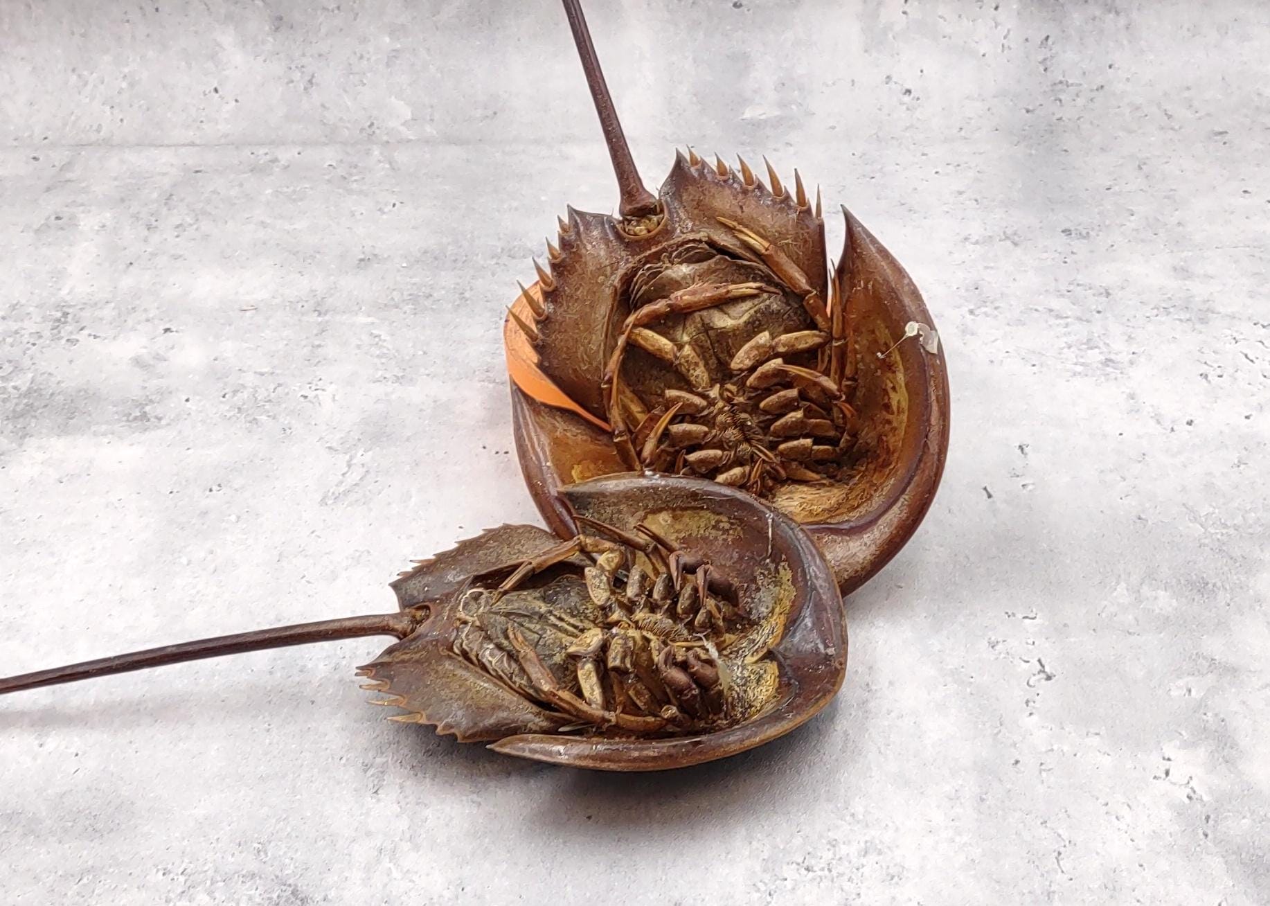 Horseshoe Crab Brown Tachypleus Tridentatus (1 Crab Approx. 10
