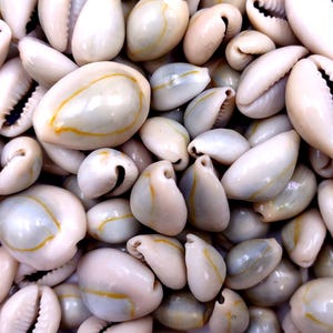 Ring Top Cowrie Seashells Cypraea Annulus (approx. half cup +/-40 shells 0.5+ inches) Small Ring Top Cowrie shells for art crafts & jewelry!