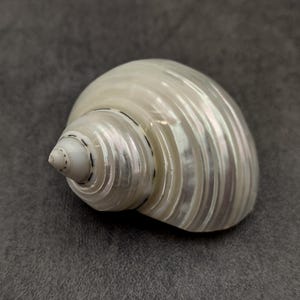 Pearlized Jade Turbo Seashell Turbo Burgessi (1 shell approx. 1.75+ inches) Silver Pearl Jade Turbo shells for crafting decor & collections!