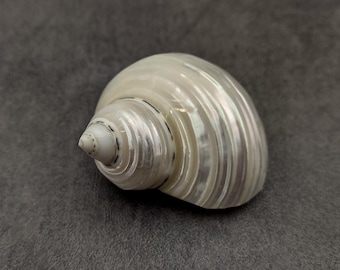 Pearlized Jade Turbo Seashell Turbo Burgessi (1 shell approx. 1.75+ inches) Silver Pearl Jade Turbo shells for crafting decor & collections!