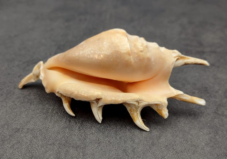 Scorpion Shell Color Scorpion Spider Conch Seashell Lambis Scorpio (1 Shell Approx. 4 ...