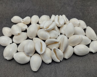Cowrie & Cone Shells
