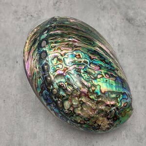 Polished Green Paua Abalone Seashell (1 shell approx. 4.5+ inches) Great polished sea shell for coastal crafting & display!