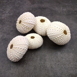 May include: Five white sea urchin shells with textured surfaces and central holes are arranged on a dark gray background. The shells are a creamy white color and have a rounded shape covered in small, evenly spaced bumps.