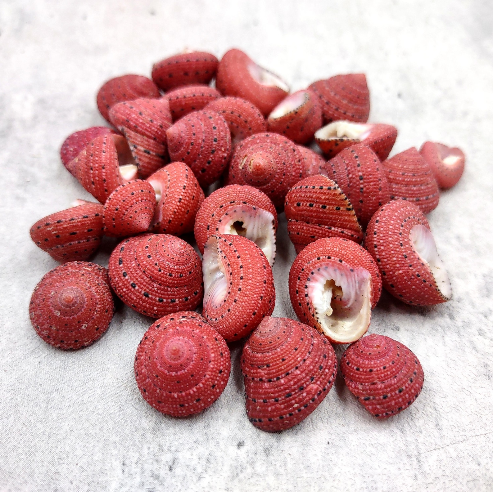 Pretty Red Shell Strawberry Top Red Seashells Clanculus Puniceus (5 Shells Approx. 0.5 ...