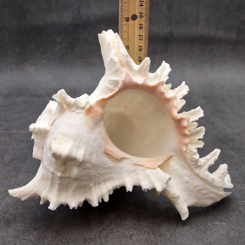 White Murex Seashell Horn Trumpet Musical Instrument (1 Shell Approx. 7 ...