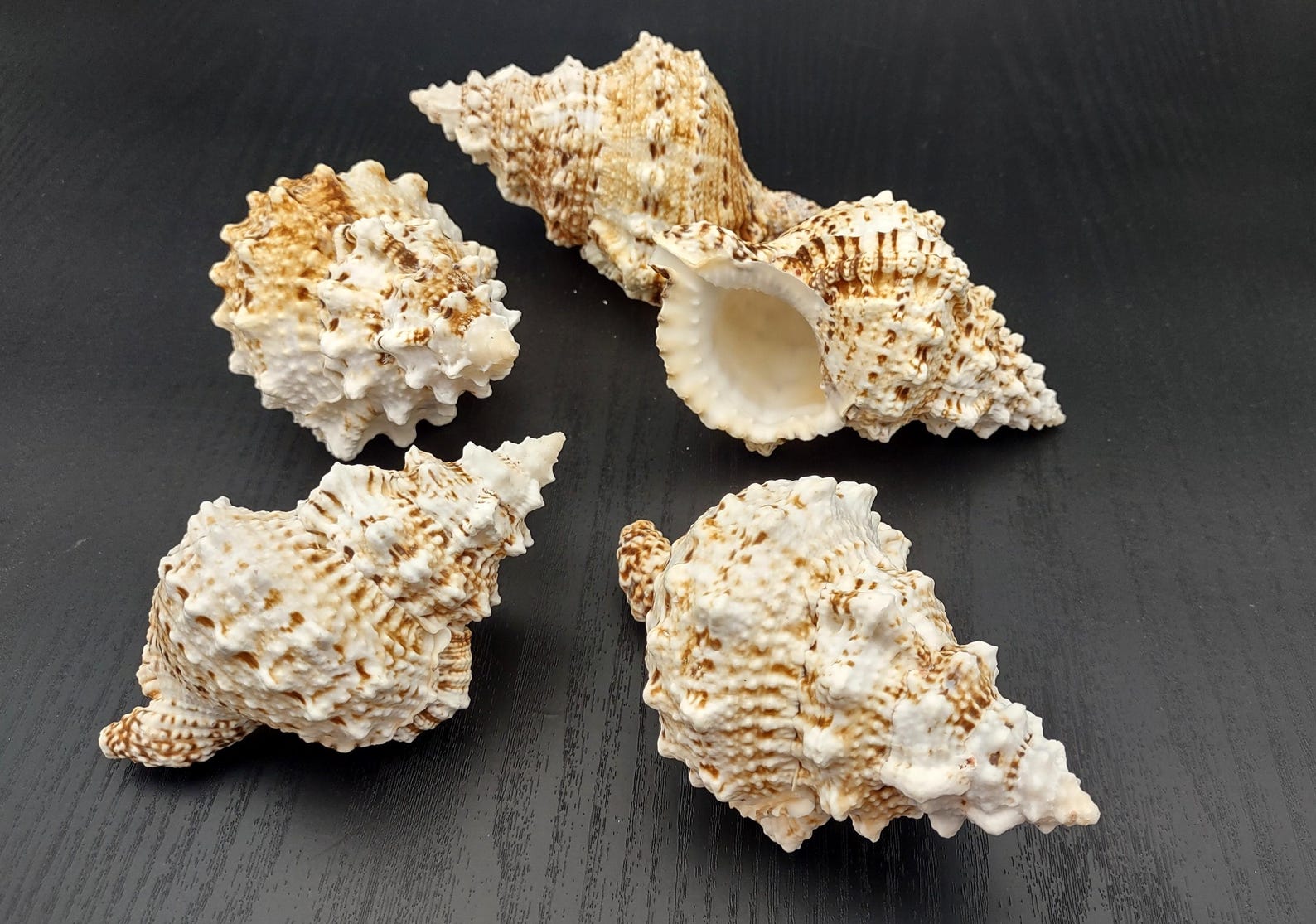 Giant Frog Seashell Bursa Bubo (1 Shell 4+ Inches) Lovely Shells for ...