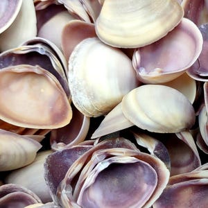 Purple Cay Cay Clam Seashells Donax Variabilis (approx. half cup 45+ shells 0.75+ inches) Purple CayCay Clam shells for crafts & jewelry!
