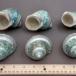 Polished Jade Green Turbo Seashell with Pearlized Stripe Turbo Burgessi (1 shell approx. 3+ inches) Shell for hermit crabs or collecting! image 9