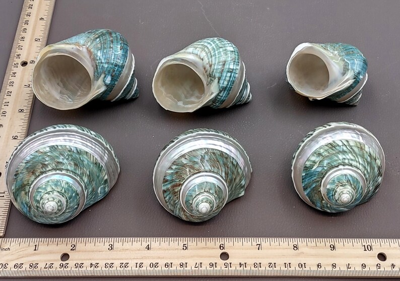 Polished Jade Green Turbo Seashell with Pearlized Stripe Turbo Burgessi (1 shell approx. 3+ inches) Shell for hermit crabs or collecting! image 9
