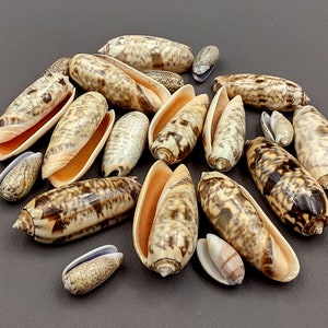 Light Olive Shell Assortment (approx. 20+ shells 1-2 inches)