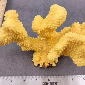 Coral de coliflor sintética amarilla Pocillopora Eydouxi 1 coral sintética de aproximadamente 9 pulgadas de ancho x 5 de alto x 4 profundidad imagen 7