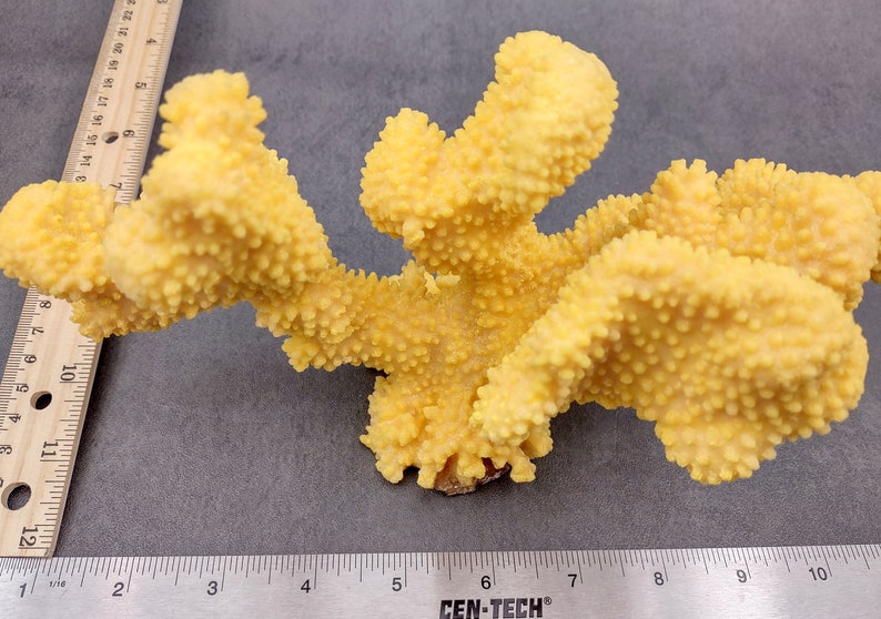 Coral de coliflor sintética amarilla Pocillopora Eydouxi 1 coral sintética de aproximadamente 9 pulgadas de ancho x 5 de alto x 4 profundidad imagen 7