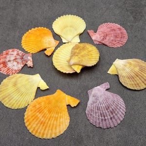 May include: Assortment of colorful seashells in various shapes and sizes. The shells are arranged in a circular pattern on a gray surface. The shells are a mix of yellow, orange, pink, and purple.