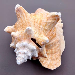 Queen Pink Conch Seashell Slit Back Strobus Gigas (1 shell approx. 7+ inches) Great shells for home decor gardening & display!