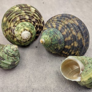 Green Silver Mouth Turbo Seashell - Turbo Argyrostoma - (4 shells approx. 1-2 inches)