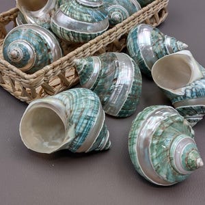Polished Jade Green Turbo Seashell with Pearlized Stripe Turbo Burgessi (1 shell approx. 3+ inches) Shell for hermit crabs or collecting! image 8