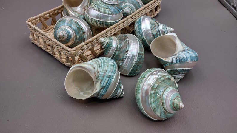 Polished Jade Green Turbo Seashell with Pearlized Stripe Turbo Burgessi (1 shell approx. 3+ inches) Shell for hermit crabs or collecting! image 8