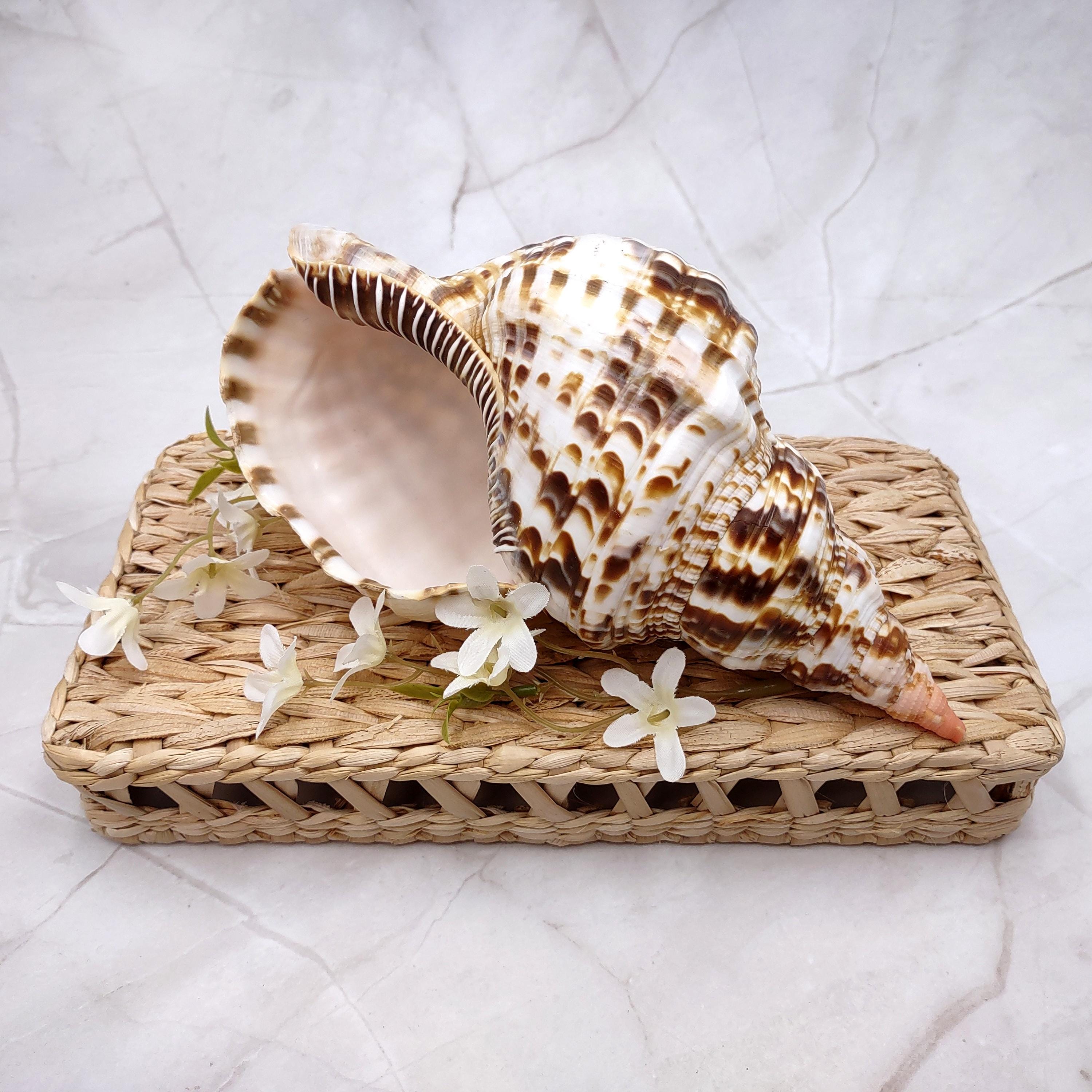 Trition Shell Caribbean Triton Seashell Charonia Tritonis (1 Shell Approx. 8+ Inches ...