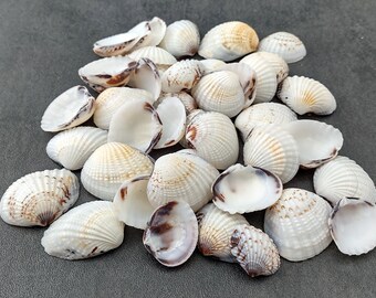Speckled White Clam Seashells Clycymeris Pectunculus (approx. 1 cup 45+ shells 0.75+ inches) Great for décor art projects & crafting!