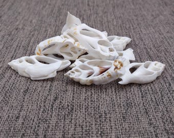 May include: A collection of white, intricately patterned seashells with open, oval-shaped holes. Some shells have subtle brown markings. The shells are arranged on a textured, gray surface, suggesting a natural or decorative theme.