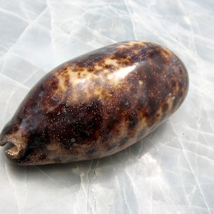 Tortoise Cowrie Seashell Cypraea Testudinaria (1 shell approx. 3+ inches) Beautiful shell for any coastal crafting!