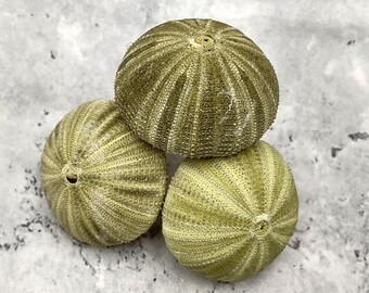 Green Sea Urchins - Salmacis Sphaeroides -  (3 urchins approx. 2 inches)