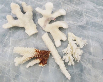 Medium Coral Pieces White to Brown (5 pieces approx. 3-5 inches)