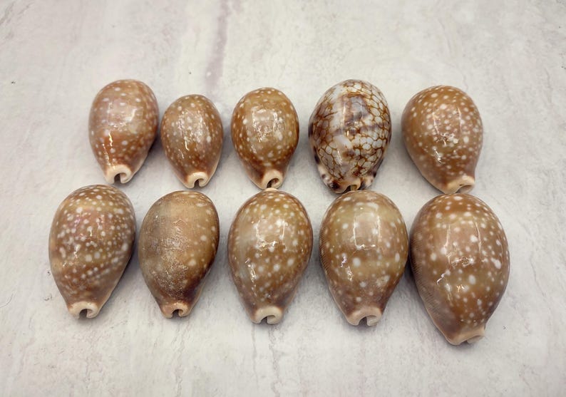 Calf Cowrie Seashells Light Brown Cypraea Vitellus (5 Shells Approx. 2 ...
