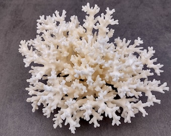 White Lace Coral Cluster (1 coral approx. 5-6+ inches) Perfect delicate coral to add to any fun display or coastal crafts!