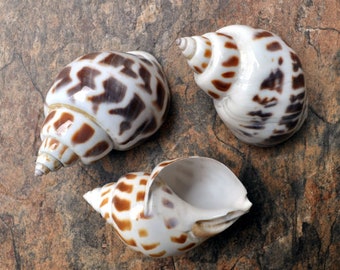 Areola Babylon Seashells XL - Babylonia Areolata - (3 shells approx. 2-2.5 inches)
