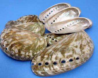 Polished Mule Ear Abalone Seashells Haliotis Asiana (10 shells approx. 1.75+ inches) Shiny Donkey Ear Abaone Shells for jewelry & crafts!